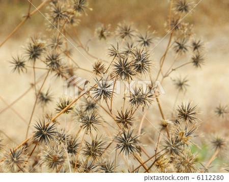 Coensenga (grasshopper) 6112280