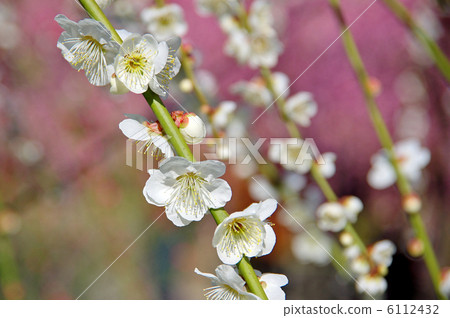 Buddy plum of Seongnam-gu 6112432