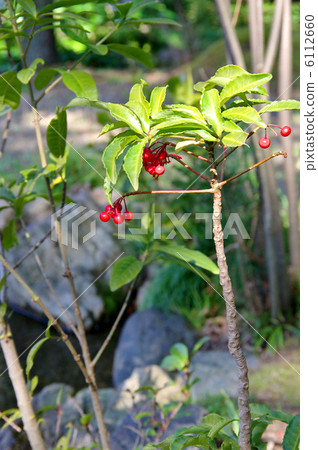 圖庫照片: 珊瑚莓 硃砂根 植物