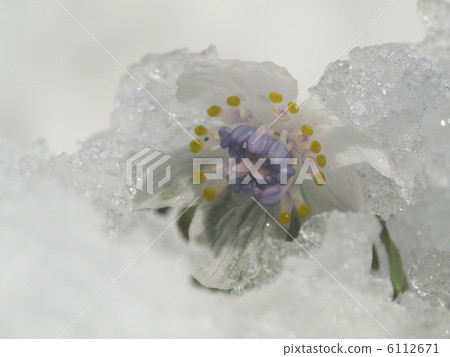 雪花 6112671