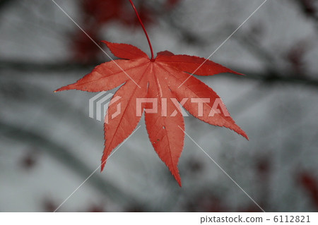 Maple  6112821