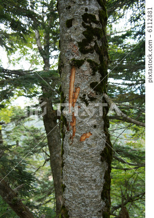 熊的指甲 6112881