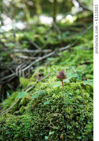 Little mushrooms and moss 6112883
