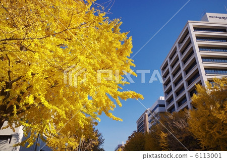 Japan Boulevard 6113001