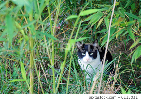 Nara, along the Tama River? Cat parents sharp eyes 6113031