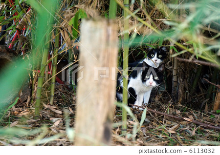 Nara, along the Tama River? Cat and parent and child same face is two Nara, along the Tama River? Cat and parent and child same face is two 6113032