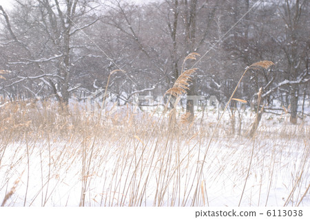 Susuki in the snowstorm 6113038