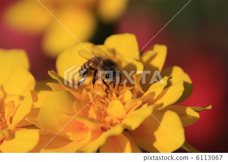 Marygold bee Marygold bee 6113067