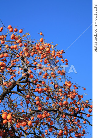 柿樹 柿樹 6113138