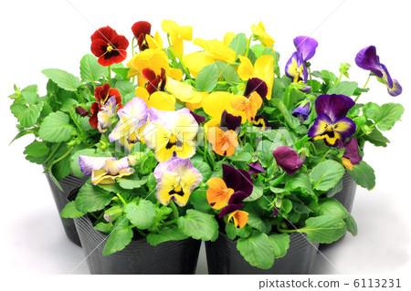 三色堇和中提琴 三色堇和中提琴 6113231