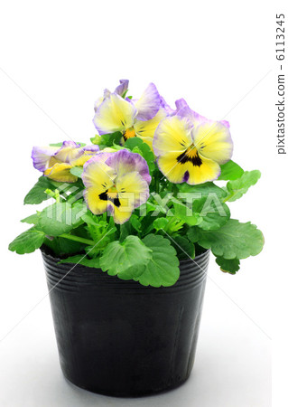 Pansy 6113245