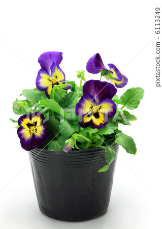 Viola 6113249