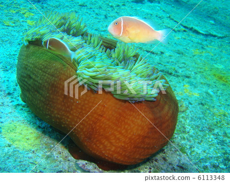 Hanabira銀蓮花魚 6113348