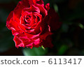 Red rose 6113417