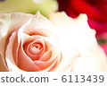 Rose pink 6113439