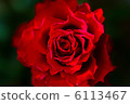 Red rose 6113467