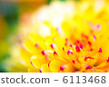 Yellow flower 6113468