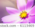 Cosmos flowers 6113469