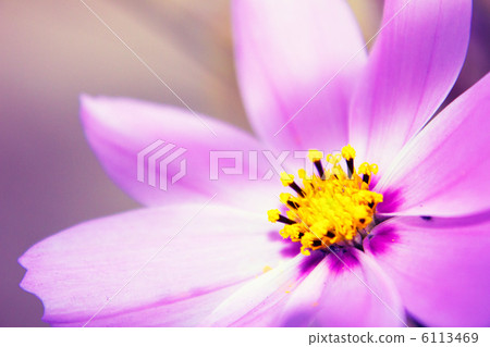 Cosmos flowers Cosmos flowers 6113469