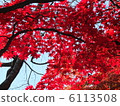 Autumn leaves 6113508