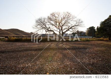 晚秋公園 6113563