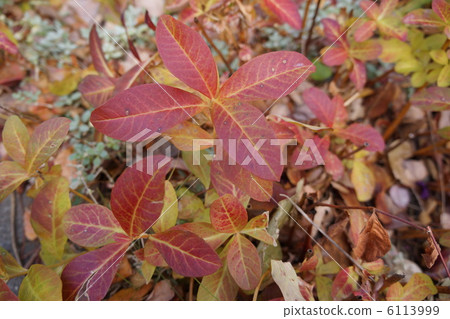 Grass Maple of Oka Toranoi Grass Maple of Oka Toranoi 6113999