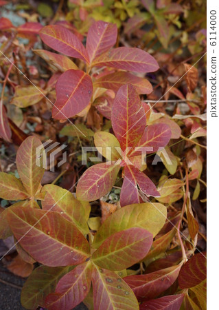 Oka Toranoi草楓 6114000