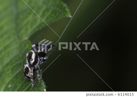 一種蒼蠅和線程1 6114015