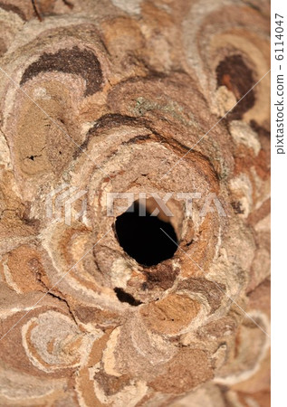 Wasp of the hornet 6114047