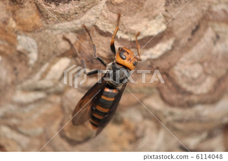 Wasp of the hornet and horse chestnut 6114048
