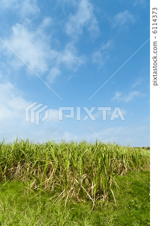 Sugarcane field and blue sky harvesting Sugarcane field and blue sky harvesting 6114373