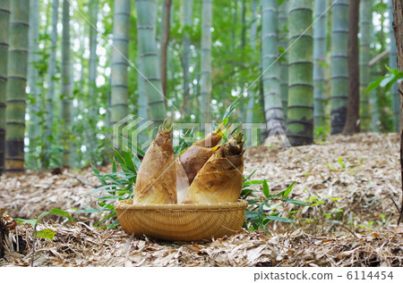 Bamboo forest digging bamboo shoots Bamboo forest digging bamboo shoots 6114454