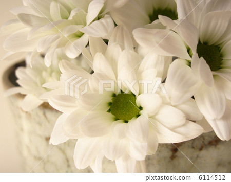 噴霧菊花（白色）的特寫 6114512