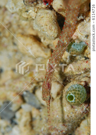 Ishiyouji Ishiyouji 6114716