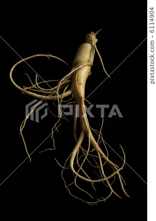 Ginseng 6114904
