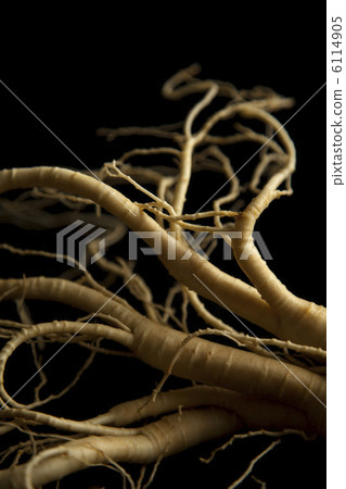 Ginseng 6114905