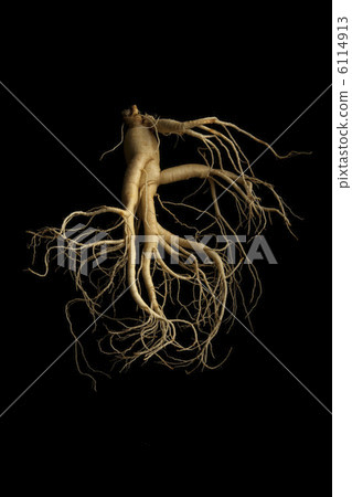 Ginseng Ginseng 6114913
