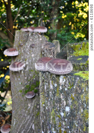 Shiitake mushrooms 6118698