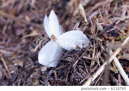 西莫瓦西拉2 西莫瓦西拉2 6118765