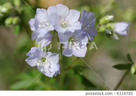 Flower of Western Hanashinobu 6118785