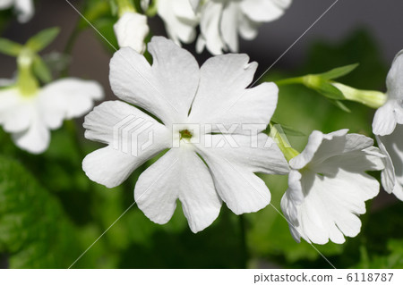 White primrose flowers 6118787