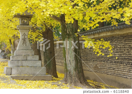 銀杏 銀杏 6118840