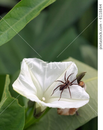 spider 6118844