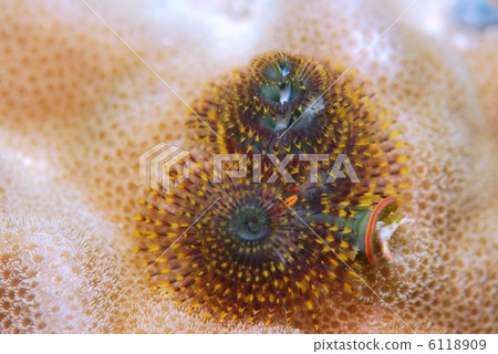 大旋鰓蟲 6118909