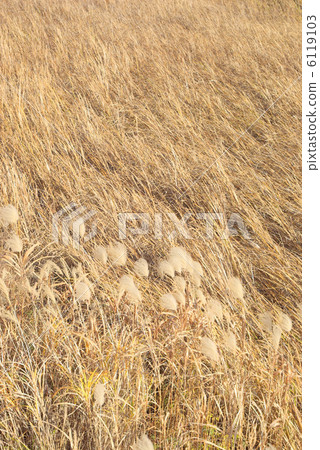 布朗松鼠和水生植物 6119103