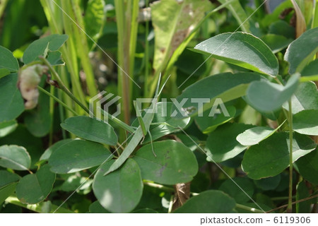 Shorurigata Shorurigata 6119306