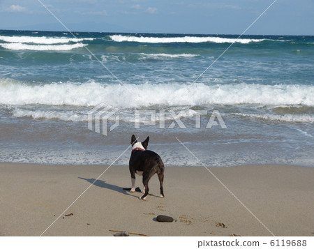 Sea and dog Sea and dog 6119688