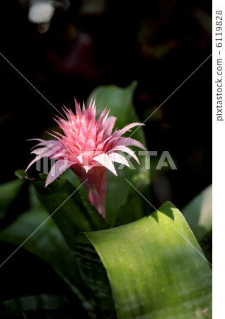 條紋珊瑚鳳梨 6119828