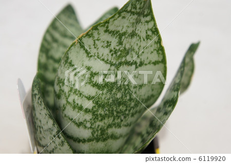 Mini Sanseberia Mini Sanseberia 6119920