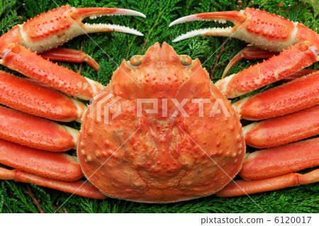 Matsuba crab Matsuba crab 6120017